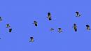 Click image for larger version. 

Name:	lapwing_flight-blue.jpg 
Views:	282 
Size:	17.9 KB 
ID:	10