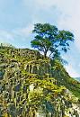 Click image for larger version. 

Name:	tree on rocks.jpg 
Views:	198 
Size:	266.0 KB 
ID:	1003