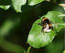 Click image for larger version. 

Name:	SH0796 - Bumble_bee Bombus_terrestris Worker.jpg 
Views:	170 
Size:	294.8 KB 
ID:	10104
