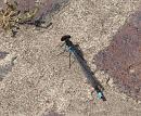 Click image for larger version. 

Name:	SH2597 - Erythromma_najas Red eyed Damselfly.jpg 
Views:	232 
Size:	359.9 KB 
ID:	10113