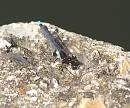 Click image for larger version. 

Name:	SH2611 - Erythromma_najas Red eyed Damselfly.jpg 
Views:	177 
Size:	377.6 KB 
ID:	10114