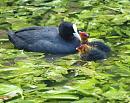 Click image for larger version. 

Name:	SH2252 - Coot Fulica_atra.jpg 
Views:	213 
Size:	329.3 KB 
ID:	10121