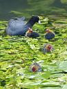 Click image for larger version. 

Name:	SH2322 - Coot Fulica_atra.jpg 
Views:	206 
Size:	366.2 KB 
ID:	10122