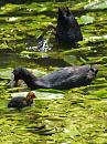 Click image for larger version. 

Name:	SH2378 -Coot Fulica_atra.jpg 
Views:	201 
Size:	267.5 KB 
ID:	10123