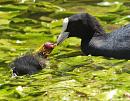 Click image for larger version. 

Name:	SH2446 -Coot Fulica_atra.jpg 
Views:	204 
Size:	417.9 KB 
ID:	10124