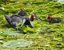 Click image for larger version. 

Name:	SH2513 -Coot Fulica_atra.jpg 
Views:	203 
Size:	337.7 KB 
ID:	10125