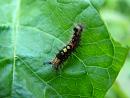 Click image for larger version. 

Name:	Vapourer moth caterpillar - Orgyia antiqua 3224 - SHRUNK.jpg 
Views:	887 
Size:	197.4 KB 
ID:	1015