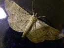 Click image for larger version. 

Name:	Moths Undercarriage 5565 - SHRUNK.jpg 
Views:	174 
Size:	193.4 KB 
ID:	1016