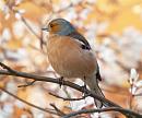 Click image for larger version. 

Name:	chaffinch_male_cropped.jpg 
Views:	496 
Size:	251.3 KB 
ID:	102