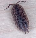 Click image for larger version. 

Name:	wood lice.jpg 
Views:	14095 
Size:	167.8 KB 
ID:	1031