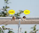 Click image for larger version. 

Name:	Hungry fledglings.jpg 
Views:	236 
Size:	125.4 KB 
ID:	10310