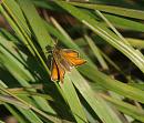 Click image for larger version. 

Name:	SH5465 -Small Skipper Thymelicus_sylvestris.jpg 
Views:	191 
Size:	294.3 KB 
ID:	10379