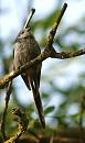 Click image for larger version. 

Name:	SH4836 -090702-Long tailed Tit - Aegithalos_caudatus.jpg 
Views:	145 
Size:	262.5 KB 
ID:	10395