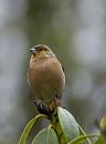 Click image for larger version. 

Name:	Chaffinch5.jpg 
Views:	214 
Size:	73.5 KB 
ID:	1042