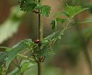Click image for larger version. 

Name:	SH6349 -090706-ladybird pupae.jpg 
Views:	185 
Size:	285.8 KB 
ID:	10424