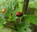 Click image for larger version. 

Name:	SH6838 -090707-ladybird.jpg 
Views:	178 
Size:	260.5 KB 
ID:	10443