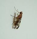 Click image for larger version. 

Name:	SH5048-Picture wing fly.jpg 
Views:	158 
Size:	262.6 KB 
ID:	10490