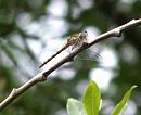 Click image for larger version. 

Name:	Southern Hawker poss..jpg 
Views:	228 
Size:	260.8 KB 
ID:	10502