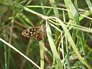 Click image for larger version. 

Name:	SH6280 - 090510 - Speckled Wood -Parargeaegeria .jpg 
Views:	133 
Size:	369.8 KB 
ID:	10530