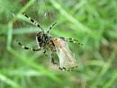 Click image for larger version. 

Name:	Spiders Meal2 5601 - SHRUNK.jpg 
Views:	423 
Size:	164.9 KB 
ID:	1059