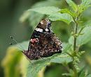 Click image for larger version. 

Name:	SH0471 -090720-Red Admiral -Vanessa_atalanta.jpg 
Views:	134 
Size:	314.3 KB 
ID:	10641