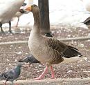 Click image for larger version. 

Name:	greylag_caversham_filtered_small.jpg 
Views:	245 
Size:	196.3 KB 
ID:	1065