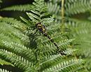 Click image for larger version. 

Name:	golden_ringed_dragonfly_P7257863.jpg 
Views:	209 
Size:	263.7 KB 
ID:	10707