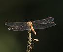 Click image for larger version. 

Name:	red-veined-darter_P7257928.jpg 
Views:	136 
Size:	183.8 KB 
ID:	10709