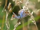 Click image for larger version. 

Name:	common_blue_female_P7257903.jpg 
Views:	137 
Size:	123.8 KB 
ID:	10711