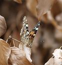 Click image for larger version. 

Name:	SH2253 -090727-Painted Lady - Vanessa_cardui.jpg 
Views:	193 
Size:	251.1 KB 
ID:	10726