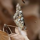 Click image for larger version. 

Name:	SH2275 -090727-Painted Lady - Vanessa_cardui.jpg 
Views:	185 
Size:	262.5 KB 
ID:	10727