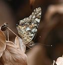 Click image for larger version. 

Name:	SH2301 -090727-Painted Lady - Vanessa_cardui.jpg 
Views:	178 
Size:	255.8 KB 
ID:	10728