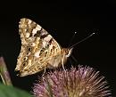 Click image for larger version. 

Name:	SH2865 -090727-Painted Lady - Vanessa cardui.jpg 
Views:	225 
Size:	365.8 KB 
ID:	10767