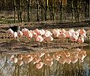 Click image for larger version. 

Name:	flamingos .jpg 
Views:	198 
Size:	322.5 KB 
ID:	1079