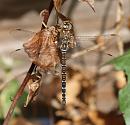 Click image for larger version. 

Name:	SH3084 -090728-Dragonfly Aeshna mixta - Migrant Hawker.jpg 
Views:	167 
Size:	285.0 KB 
ID:	10806