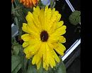 Click image for larger version. 

Name:	yellow flower.jpg 
Views:	179 
Size:	288.4 KB 
ID:	1082