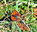 Click image for larger version. 

Name:	Small Copper.jpg 
Views:	183 
Size:	225.5 KB 
ID:	1084