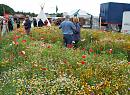 Click image for larger version. 

Name:	Meadow of annuals.jpg 
Views:	175 
Size:	308.3 KB 
ID:	10846