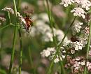 Click image for larger version. 

Name:	SH3740 -090730-soldier beetle - rhagonica fulva.jpg 
Views:	230 
Size:	323.8 KB 
ID:	10888