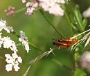Click image for larger version. 

Name:	SH3922 -090730-soldier beetle - rhagonica fulva.jpg 
Views:	261 
Size:	266.4 KB 
ID:	10889