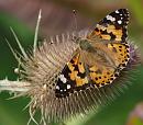 Click image for larger version. 

Name:	SH4271 -090802-Painted Lady - Vanessa cardui.jpg 
Views:	199 
Size:	452.6 KB 
ID:	10929