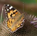 Click image for larger version. 

Name:	SH4277 -090802-Painted Lady - Vanessa cardui.jpg 
Views:	187 
Size:	356.8 KB 
ID:	10930