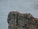 Click image for larger version. 

Name:	gannets_headland_P8018758.jpg 
Views:	1142 
Size:	364.9 KB 
ID:	10934