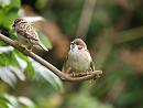 Click image for larger version. 

Name:	tree_sparrow_fledgeling_P8018716.jpg 
Views:	254 
Size:	174.6 KB 
ID:	10953