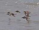Click image for larger version. 

Name:	dunlin_flight_P7318602.jpg 
Views:	176 
Size:	181.6 KB 
ID:	10969