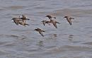 Click image for larger version. 

Name:	dunlin_flight_P7318603.jpg 
Views:	189 
Size:	174.5 KB 
ID:	10970