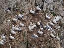 Click image for larger version. 

Name:	gannet_colony_P8018897.jpg 
Views:	1065 
Size:	599.7 KB 
ID:	10973