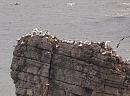 Click image for larger version. 

Name:	gannets_headland_P8018741.jpg 
Views:	255 
Size:	417.9 KB 
ID:	10974