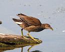 Click image for larger version. 

Name:	moorhen_P8099601.jpg 
Views:	549 
Size:	186.0 KB 
ID:	11041