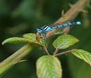 Click image for larger version. 

Name:	SH6423 -090810-Blue damselfly.jpg 
Views:	171 
Size:	296.2 KB 
ID:	11054